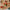LEGO® Botanicals Japanese Red Maple Bonsai Tree