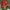 LEGO® Botanicals Japanese Red Maple Bonsai Tree