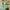 LEGO® Botanicals Happy Plants