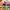 LEGO® Botanicals Hibiscus