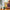LEGO® Botanicals Mini Bonsai Trees