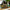 LEGO® Botanicals Mini Bonsai Trees