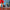 LEGO® Icons Douglas™ DC-3™ PAN AM® Airliner