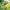 LEGO® Creator 3-in-1 Wild Animals: Tropical Toucan