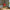 LEGO® Botanicals Japanese Red Maple Bonsai Tree