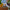 LEGO® Art: The Fauna Collection - Tiger