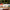 LEGO® Botanicals Mini Bonsai Trees