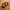 LEGO® Star Wars™ Chewbacca™