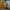 LEGO® Art: The Fauna Collection - Tiger