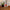 LEGO® Botanicals Japanese Red Maple Bonsai Tree