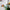 LEGO® Art: The Fauna Collection - Tiger
