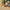 LEGO® Jurassic World T. rex River Escape