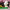 LEGO® Ideas Peanuts: Snoopy’s Doghouse